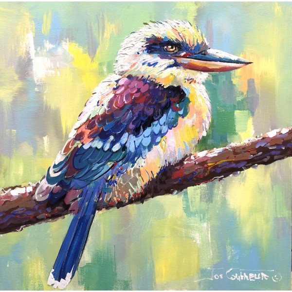 Kookaburra 10