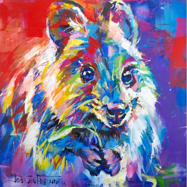 Quokka